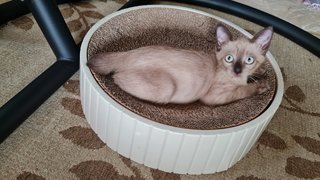 Miq - Burmese Cat