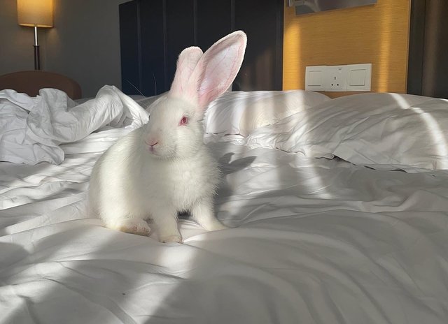 Ruby - New Zealand Rabbit