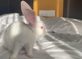 Ruby - New Zealand Rabbit