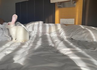 Ruby - New Zealand Rabbit