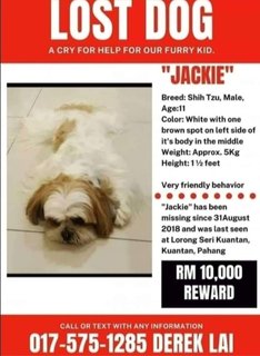 Jackie  - Shih Tzu Dog