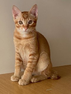 Fuji - Domestic Short Hair Cat