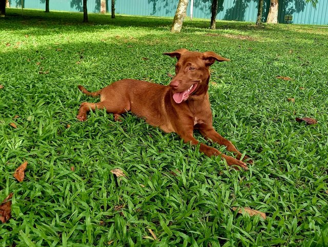 Bel The Chocolate Dog! - Mixed Breed Dog