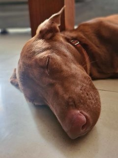 Bel The Chocolate Dog! - Mixed Breed Dog