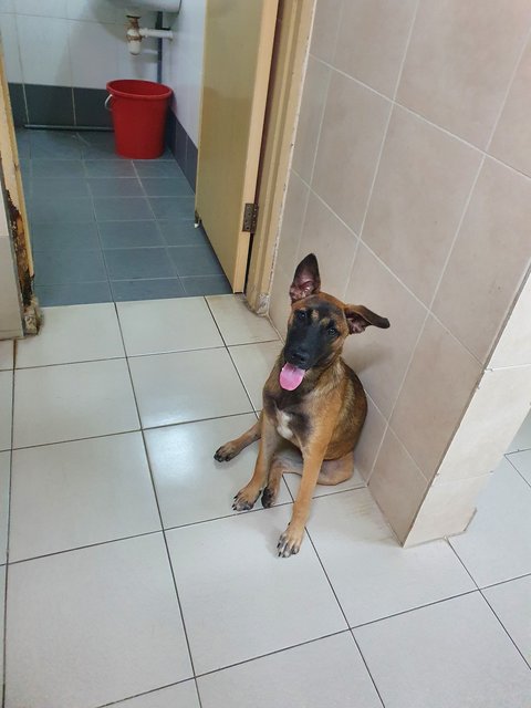 Abigail - Belgian Shepherd Malinois Mix Dog