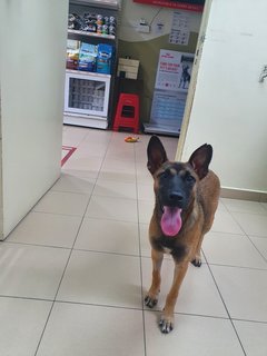 Abigail - Belgian Shepherd Malinois Mix Dog