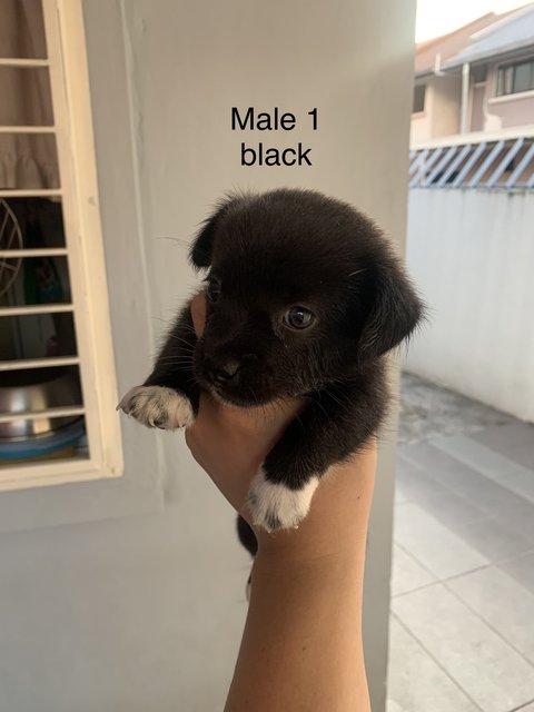 Short Leg Puppy - Mixed Breed Dog