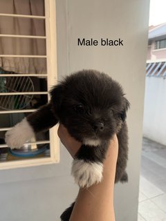 Short Leg Puppy - Mixed Breed Dog