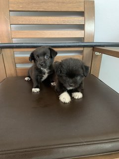 Short Leg Puppy - Mixed Breed Dog