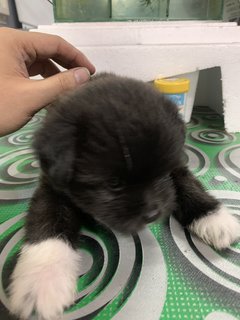 Short Leg Puppy - Mixed Breed Dog