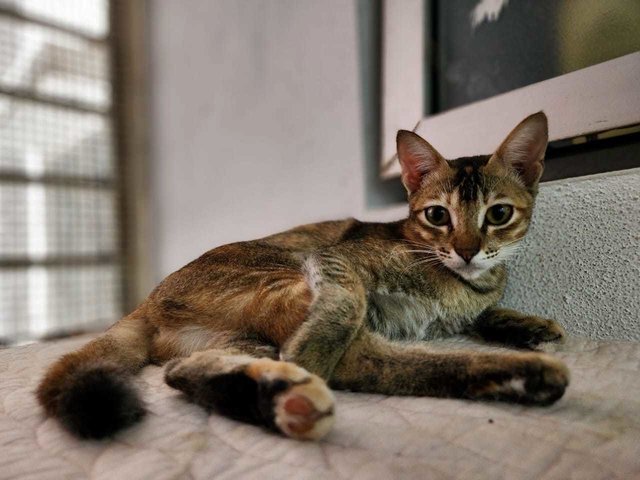 Ameena - Domestic Short Hair Cat