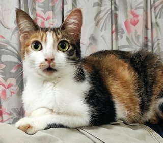 Twiggy  - Calico Cat