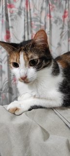 Twiggy  - Calico Cat