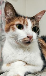 Twiggy  - Calico Cat