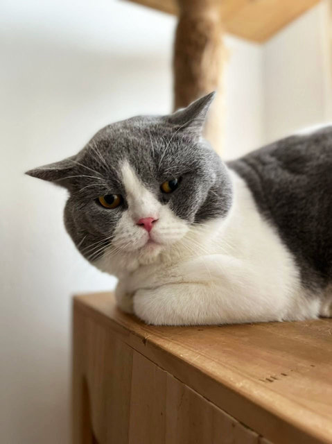 Sunnie - British Shorthair Cat