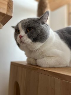 Sunnie - British Shorthair Cat