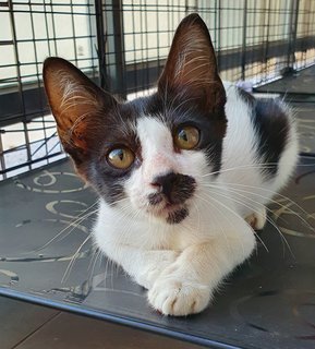 Riley - Tuxedo Cat