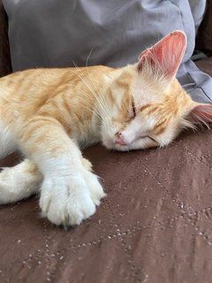 Ginger - Domestic Short Hair Cat