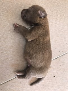 Puppies - Mixed Breed Dog