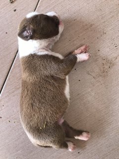 Puppies - Mixed Breed Dog