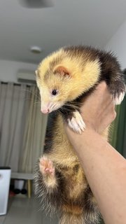 Dale - Ferret Small & Furry