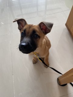 Mochi - Mixed Breed Dog