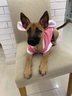 Mochi - Mixed Breed Dog