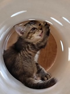 Wc4/mochi - Domestic Short Hair Cat