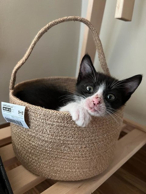 Belle - Domestic Short Hair + Tuxedo Cat