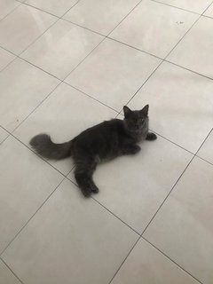 Greyy - Persian Cat