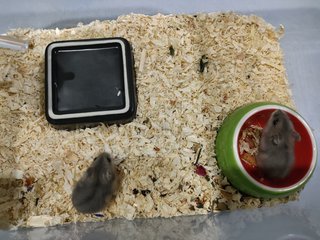 Winter White Dwarf Hamster  - Short Dwarf Hamster Hamster