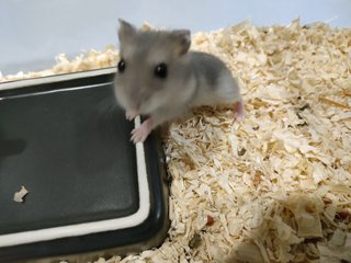 Winter White Dwarf Hamster  - Short Dwarf Hamster Hamster