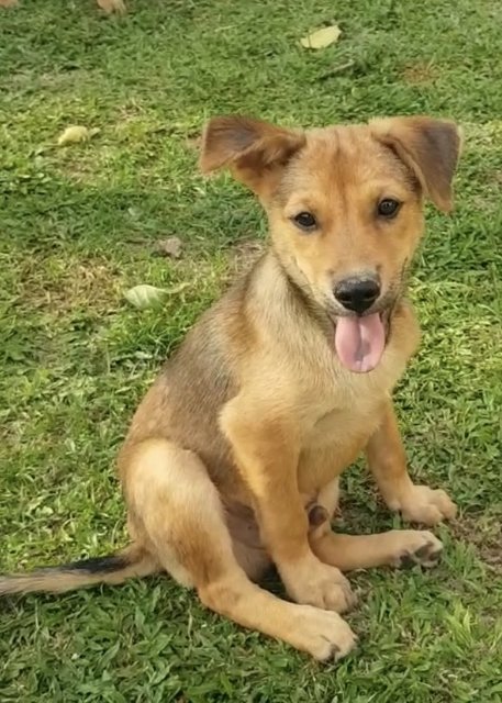 Bunney - Mixed Breed Dog