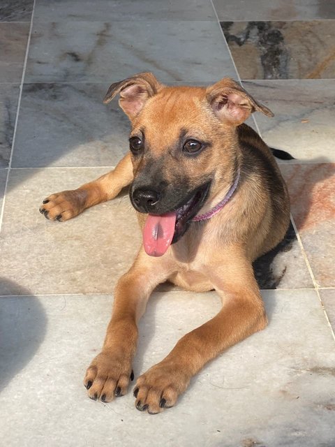 Ella - Mixed Breed Dog