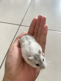 Niku - Short Dwarf Hamster Hamster