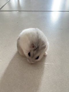 Niku - Short Dwarf Hamster Hamster