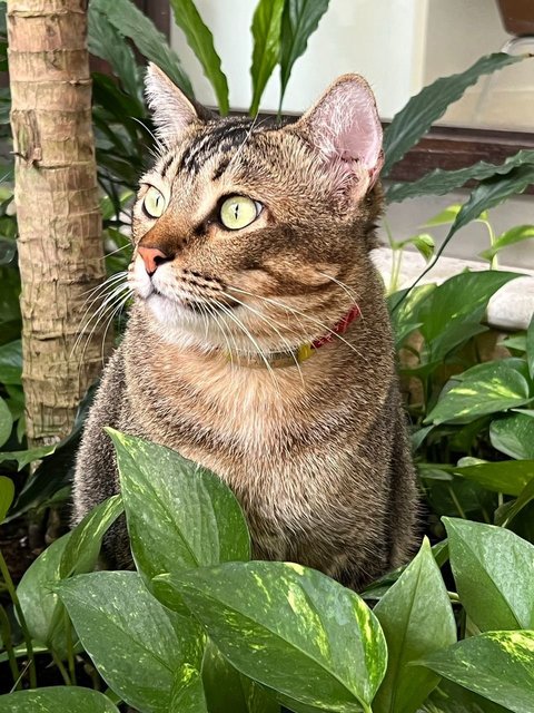 Chunky The Big Boy - Domestic Short Hair Cat