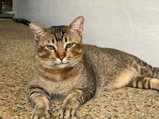 Chunky The Big Boy - Domestic Short Hair Cat