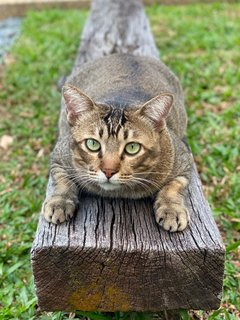 Chunky The Big Boy - Domestic Short Hair Cat