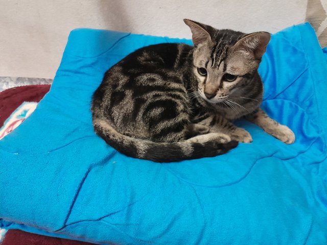 Bengal - Domestic Short Hair Cat