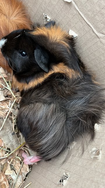 Bob - Guinea Pig Small & Furry