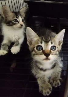 Et And Et's Adik Beradik - Domestic Long Hair + Domestic Short Hair Cat