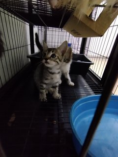 Et And Et's Adik Beradik - Domestic Long Hair + Domestic Short Hair Cat