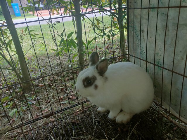 Mini - Dwarf Rabbit