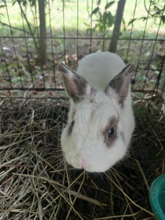 Mini - Dwarf Rabbit