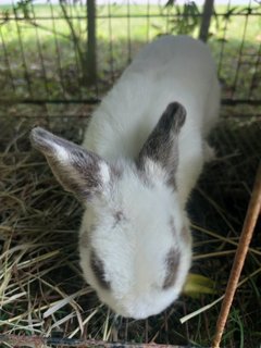 Mini - Dwarf Rabbit