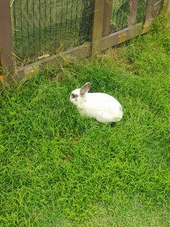 Mini - Dwarf Rabbit