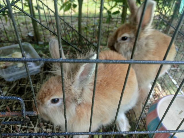 Furrytwins - Angora Rabbit Rabbit