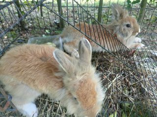 Furrytwins - Angora Rabbit Rabbit