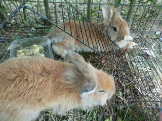 Furrytwins - Angora Rabbit Rabbit